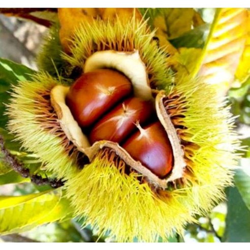 가을 정원을 풍요롭게 채울 밤의 향연, 서울농원 수락밤나무 포르단 묘목 밤나무묘목