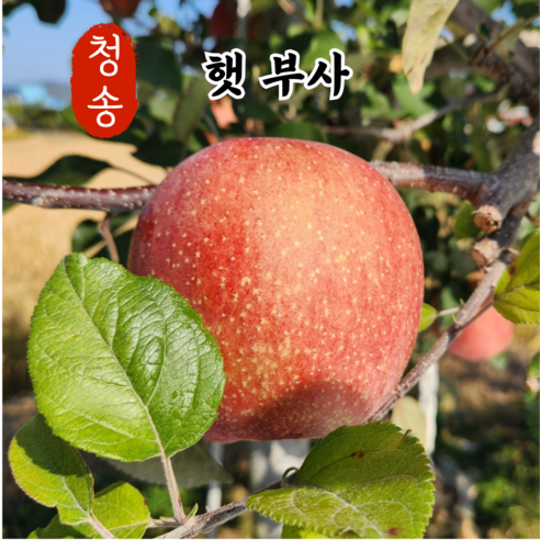 청송 고산지 꿀 사과 (중과) 2kg 3kg 5kg 가정용 선물용, 1박스, 01. 가정용 2kg