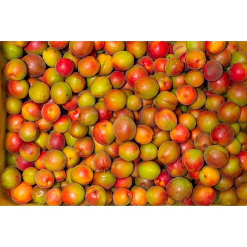 톡 쏘는 청량함! 여름날, 지친 당신을 위로할 특별한 매실과의 만남 홍매실