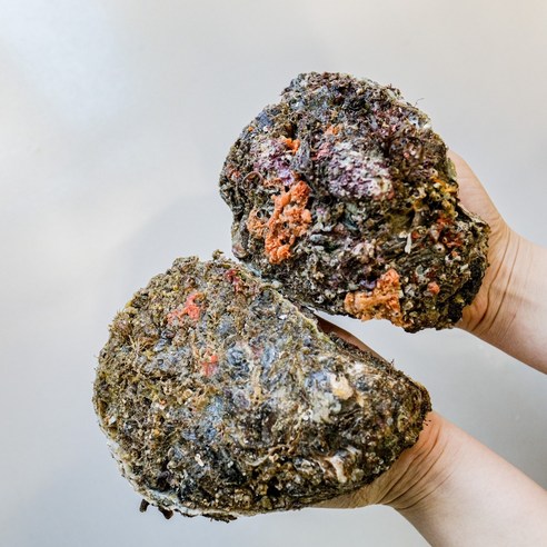 거친 바다의 숨결을 담은 자연산 바위굴로 특별한 미식 경험을 선사하세요.