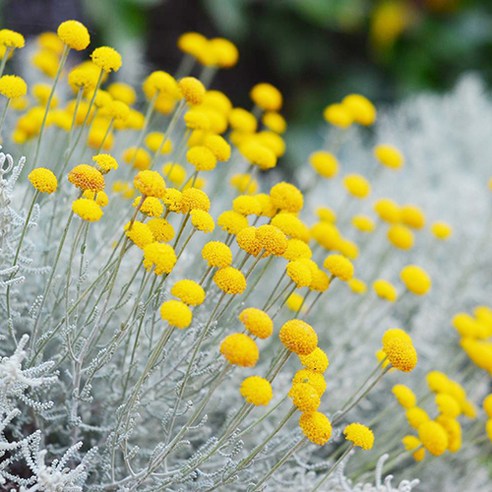 코튼라벤더로 아름답고 향기로운 정원 만들기
