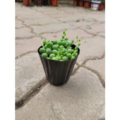 답답한 내 방에 생기를 불어넣다! 콩난녹영 미니소품 솔직 후기 콩란