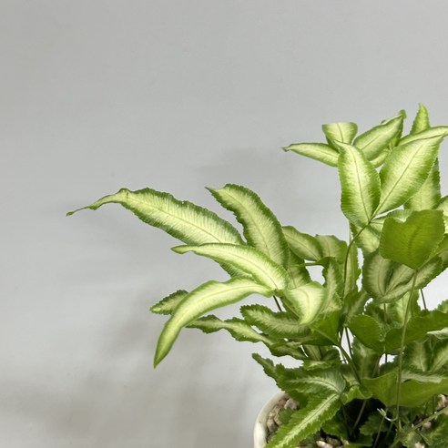 똥손도 금손으로, 푸테리스 고사리로 시작하는 초록빛 일상