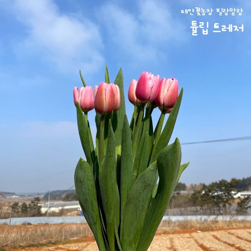 풍성한 색채와 우아한 매력으로 사랑 받는 필랑말랑 생화
