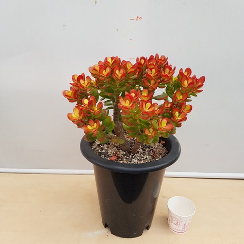 동글동글한 묵은둥이 미니염자, 꽃처럼 아름답고 번식력 좋은 다육식물