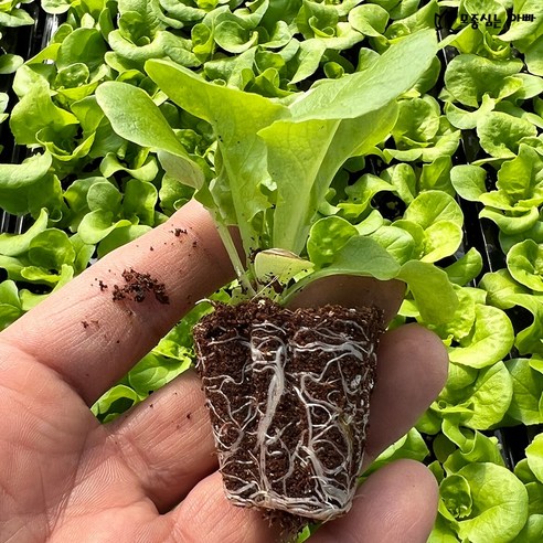 내 손으로 키우는 유럽 갬성 샐러드, 그린볼 버터헤드 상추 모종!