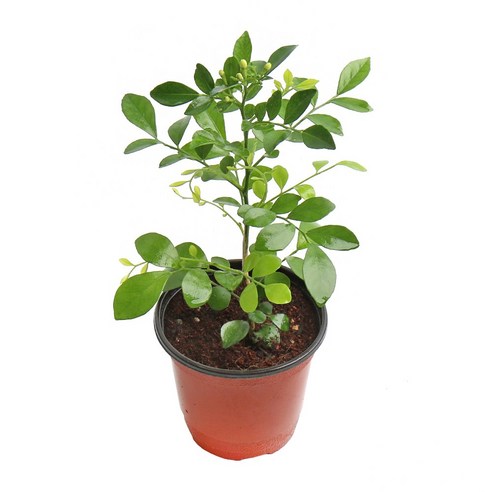 칙칙한 내 방에 생기를 불어넣어 줄 마법, 갑조네 오렌지자스민 갑조네