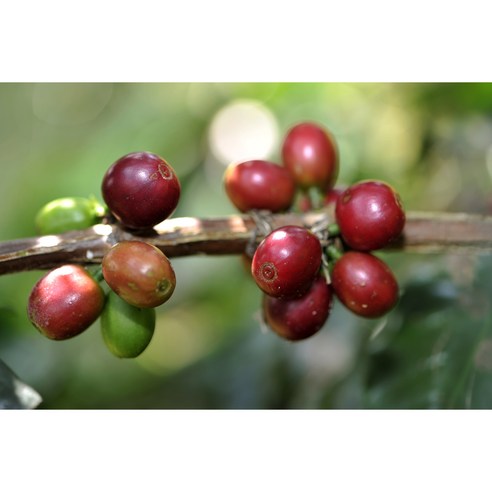 최상의 커피 경험을 위한 에티오피아 게이샤 G1 등급 생두 구지