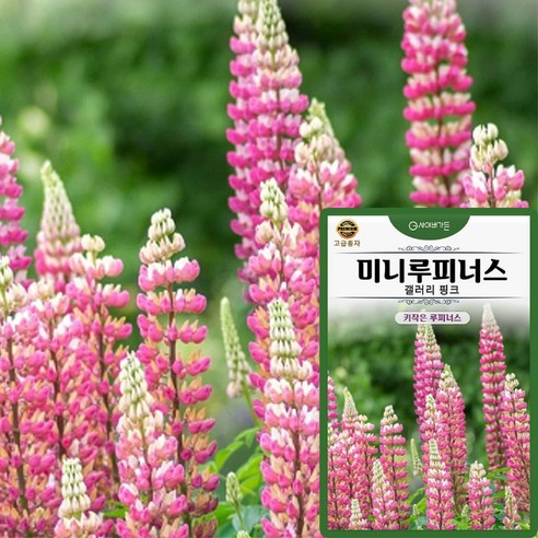 키작은 루피너스 씨앗 10립 갤러리 핑크 미니루피너스 꽃씨 종자 - 꽃씨앗 | 쿠팡