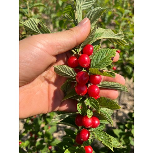 앙증맞은 앵두, 우리 집 정원에서 직접 수확하는 기쁨! 앵두나무 묘목 선택 가이드 앵두나무