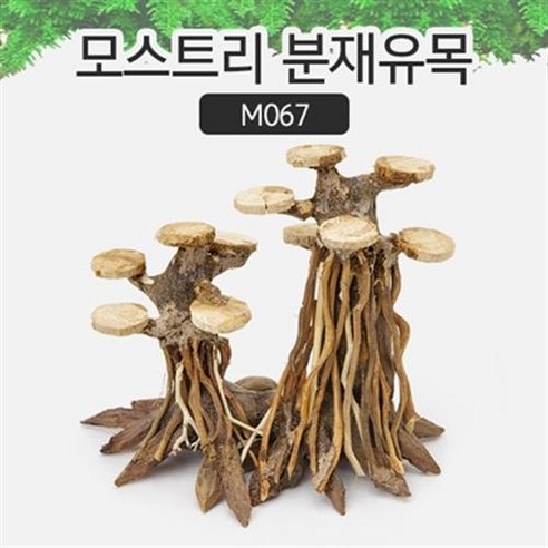 모스트리 분재유목(S) M067 /성형유목/자연, 1개
