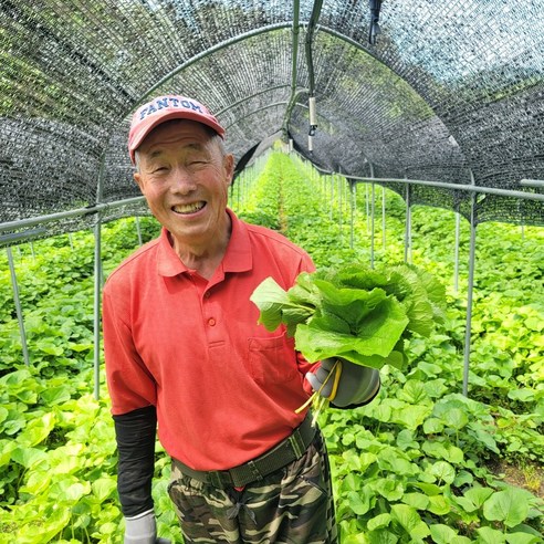 강원도 곰취나물 산지직송, 1개, 500g