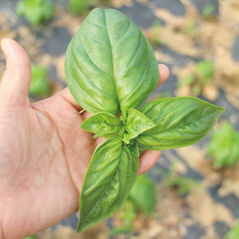 유기농 바질 생잎 페스토용 100g, 수량