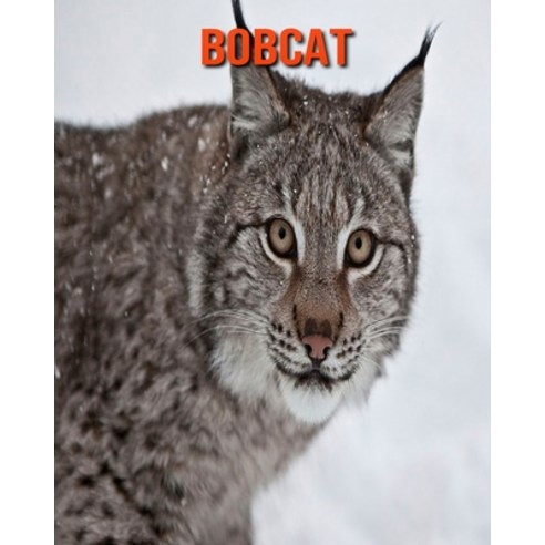 Bobcat: Amazing Photos & Fun Facts Book About Bobcat For Kids Paperback, Independently Published, English, 9798745985508