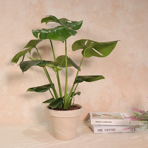 울창하고 싱싱한 몬스테라 델리시오사: 가정에 자연미를 더하는 쉬운 관리 식물