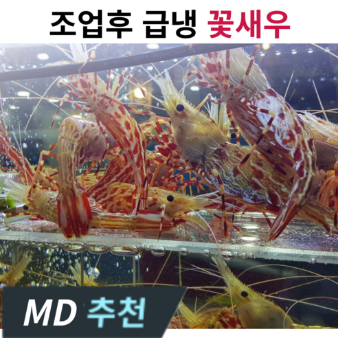 [고니네농수산] 당일발송 100% 자연산 활 독도꽃새우, 1개, 500g(33미 내외)