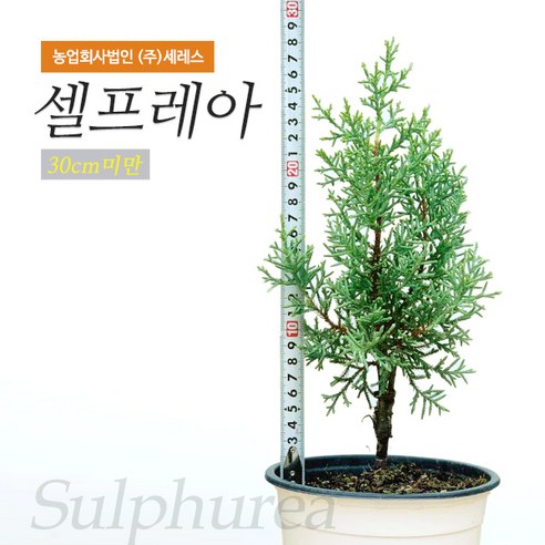 싱그러운 아름다움으로 당신의 공간에 생기를 더하세요.