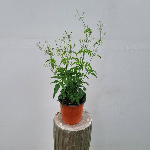 "향긋한 자스민, 좁은 공간에 활력을 불어넣어 줄까요?" 학자스민 소품 솔직 후기 학자스민