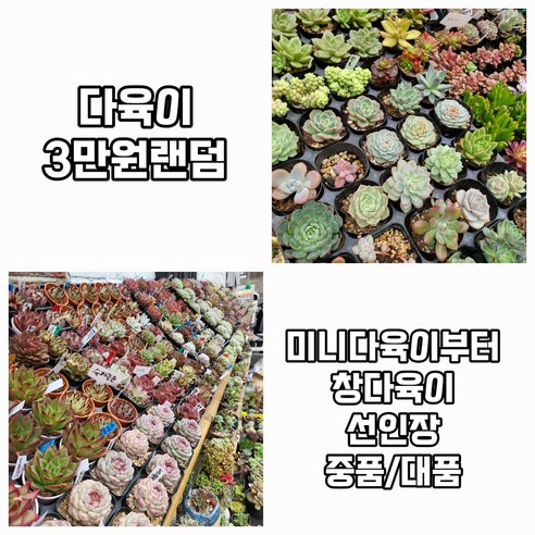 다육이3만원랜덤배송 창다육이 선인장 예쁜다육이 특이한다육이 다육식물 공기정화식물, 1개