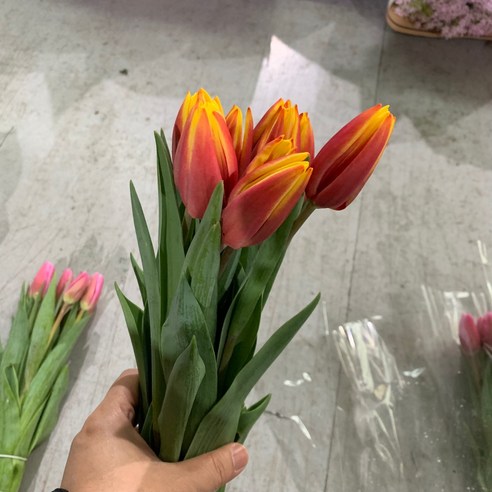 사직생화에서 인기있는 린반 튤립 빨노 생화 한단10송이!