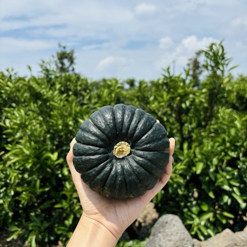 [제주산] 달달촉촉 밤호박 미니단호박 1인용호박, 1개, 4kg
