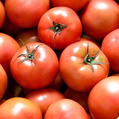 [농부마음]완숙 토마토 3kg(4-5번), 1개 토마토효능