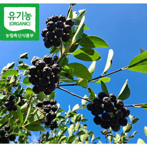 2024년 햇아로니아생과 유기농 친환경 인증품 꼭지제거 유산농장, 1개, 4kg