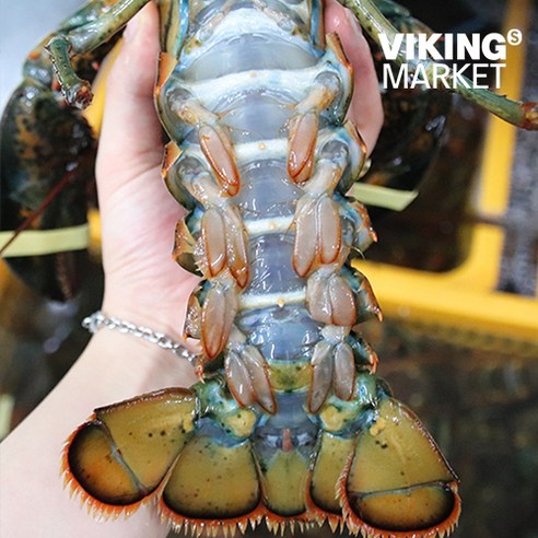 신선하고 맛있는 살아있는 캐나다 활 랍스터로 해산물 요리에 활력을 불어넣으세요.