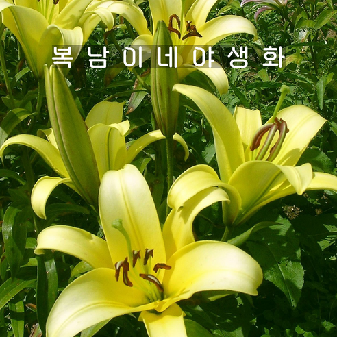 백합 옐로윈 [2포트 복남이네야생화 릴리 lily], 2개