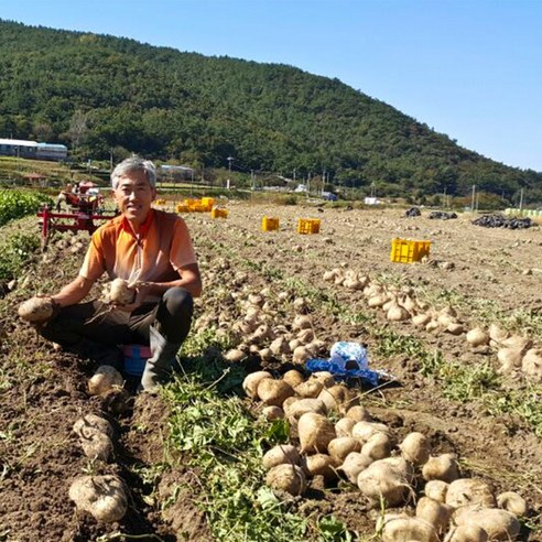 감자가격 히카마 얌빈 멕시코감자 10KG 남해 햇 산지직송 최고의 감자를 만나다!