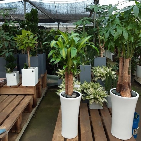 에코플랜트: 건강한 실내 환경과 아름다운 분위기를 위한 공기 정화 식물