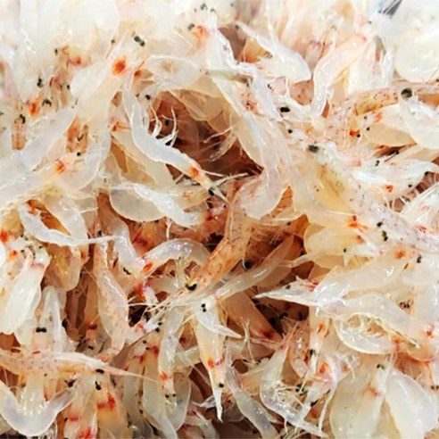 민어청년 임자도 동백하(김장새우)1kg, 1개 민어청년 임자도 동백하(김장새우)1kg, 1개
