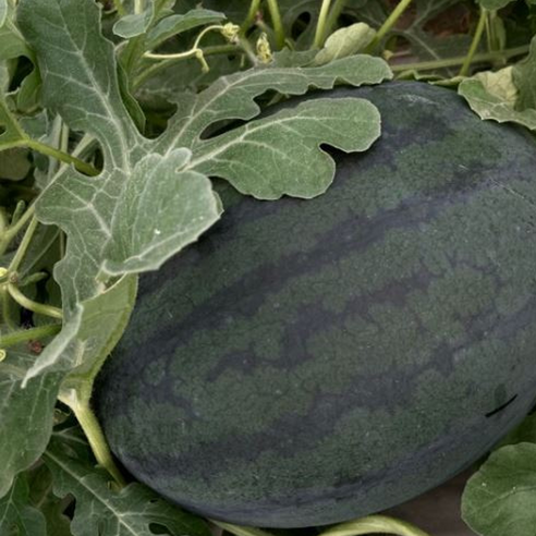 올여름, 실패 없는 달콤함! 14 Brix 흑수박으로 더위를 잊으세요.