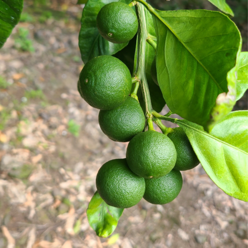 제주 산지직송 청귤 풋귤, 무농약, 1박스, 3kg(S~M크기)