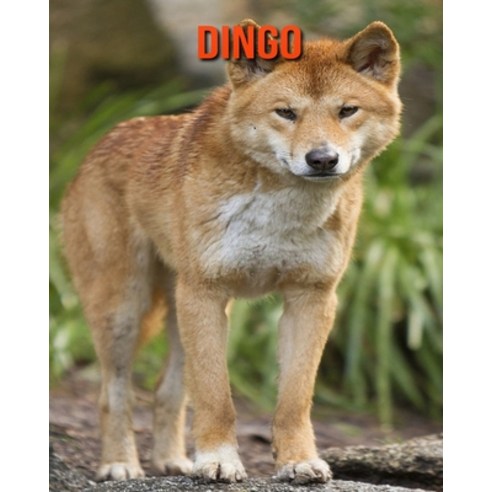 (영문도서) Dingo: Amazing Photos & Fun Facts Book About Dingo For Kids Paperback, Independently Published, English, 9798512987285