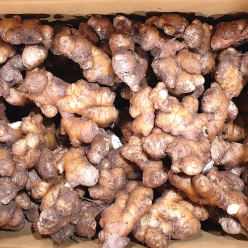 튼튼한 씨생강 하나로 풍성한 수확과 건강을 동시에!