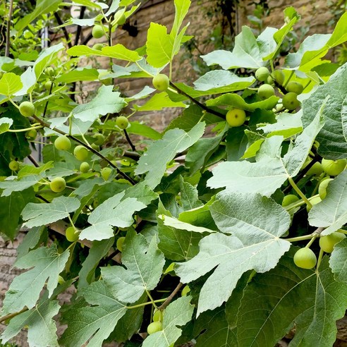 무화과나무로 풍성한 자연의 선물