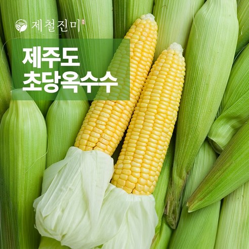 2024년 첫 수확! 고당도 제주 햇 초당옥수수 중상품 특상품 10개입/20개입, 특상품 15cm 이상 10개입