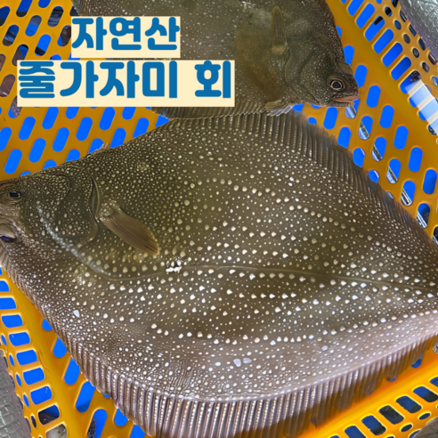 미식가를 사로잡는 자연의 선물, 줄가자미 이시가리 회의 특별한 경험 줄가자미