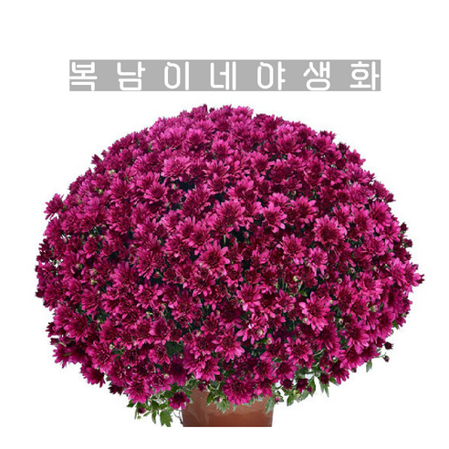가든멈 아를루노 모브, 국화 모종 세 공모 추명국 가든멈 아를루노 모브, 국화 모종 세 공모 추명국