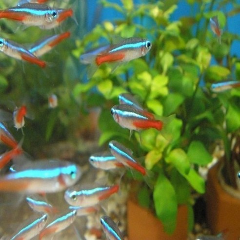네온 테트라, 수족관의 별빛을 만나다 카디널테트라