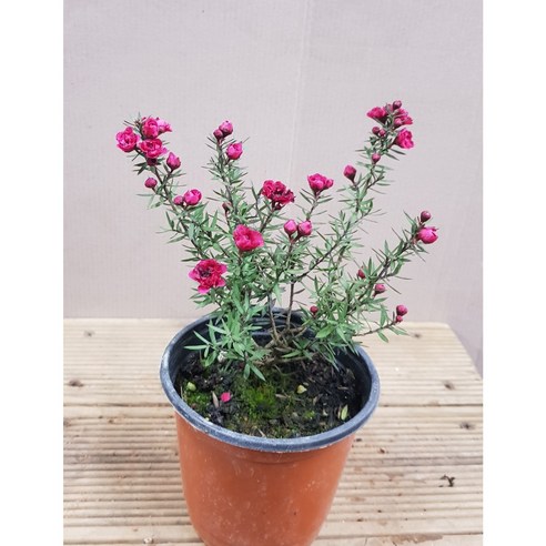 삭막한 공간에 봄을! 호주매화 2종으로 완성하는 나만의 작은 정원