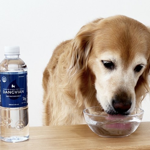 댕비앙으로 반려견의 건강과 행복을 지키세요