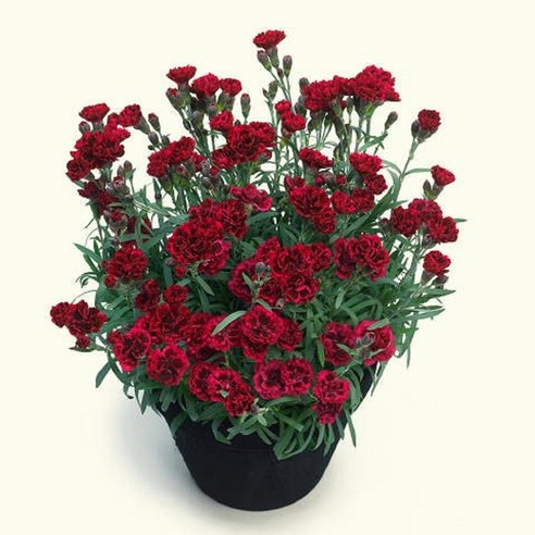 향기로운 아름다움과 내구성을 겸비한 향기카네이션: 정원을 밝히고 매력적인 정원을 만드는 최고의 선택