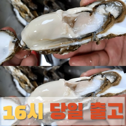 여수석화 명품 석화 프리미엄 브러쉬세척 각굴 당일조업발송, 7KG, 1개 
수산물/건어물