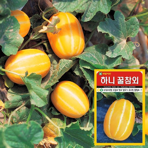 화분월드 하니 꿀참외 씨앗 (50립), 단품