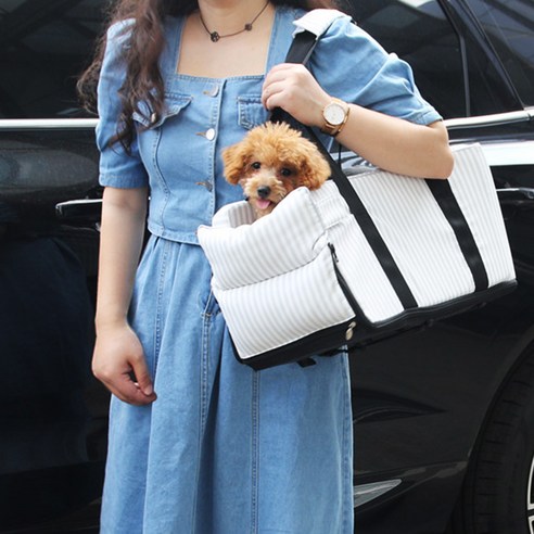 강아지와 함께하는 안전한 여행