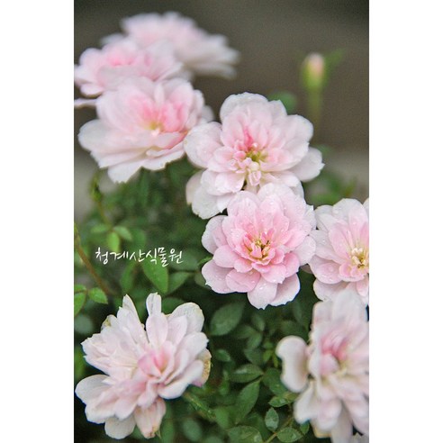 봄의 전령사, 묵은 세월의 향기를 품은 애기겹찔레를 만나다 찔레장미