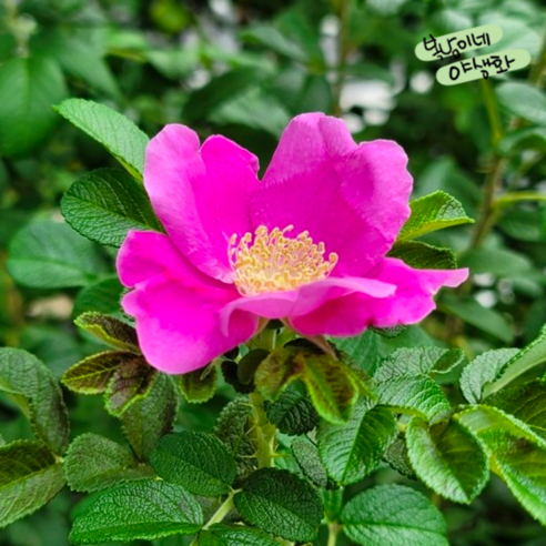 해당화: 붉은 정열을 품은 토종 야생 장미의 매혹 해당화