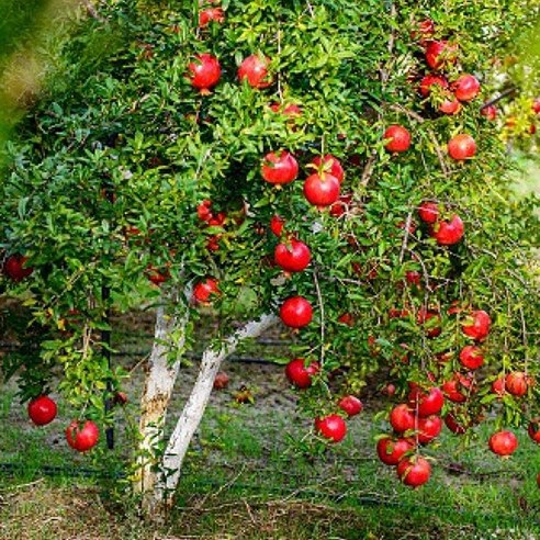 집에서 즐기는 달콤한 석류, 슈퍼왕단석류 묘목으로 시작하세요! 석류나무